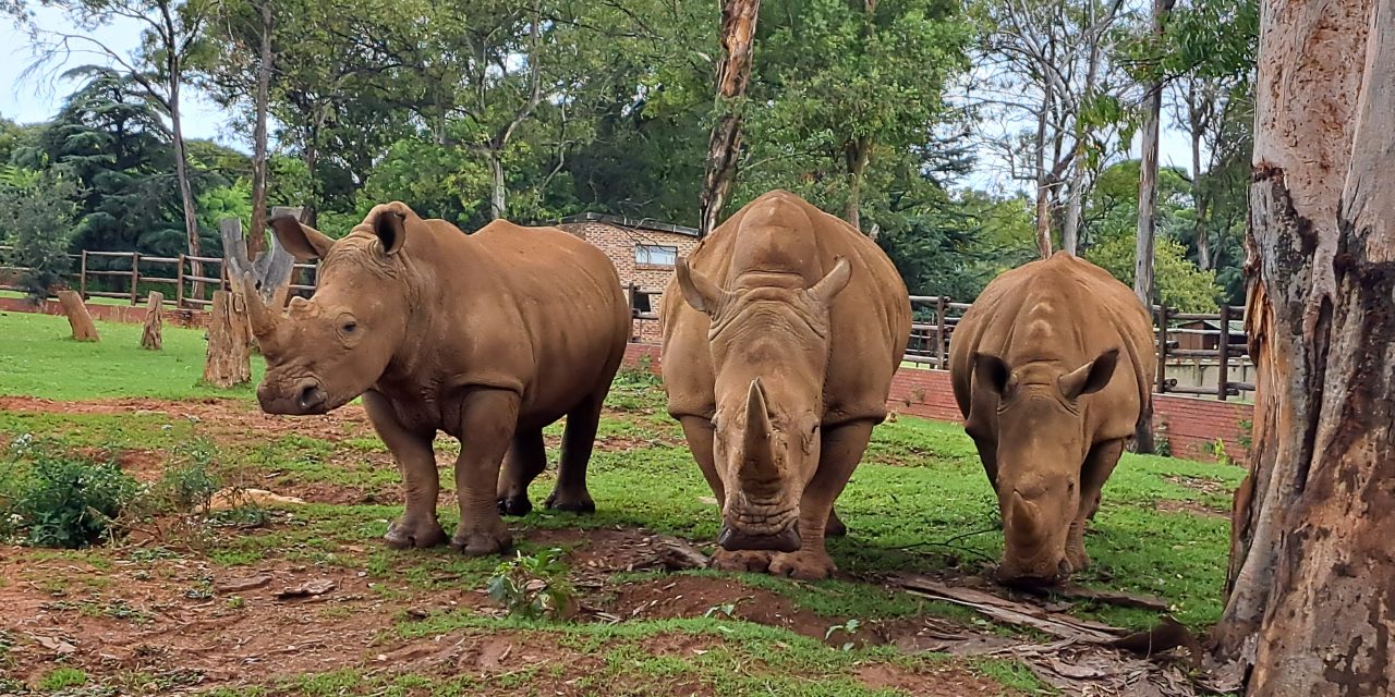 Το Δίκτυο “ΠΕΡΡΑΙΒΙΑ” στην Αφρική